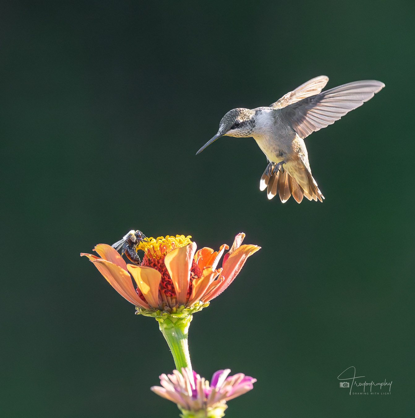 Ruby-throated Hummingbird versus Bumblebee