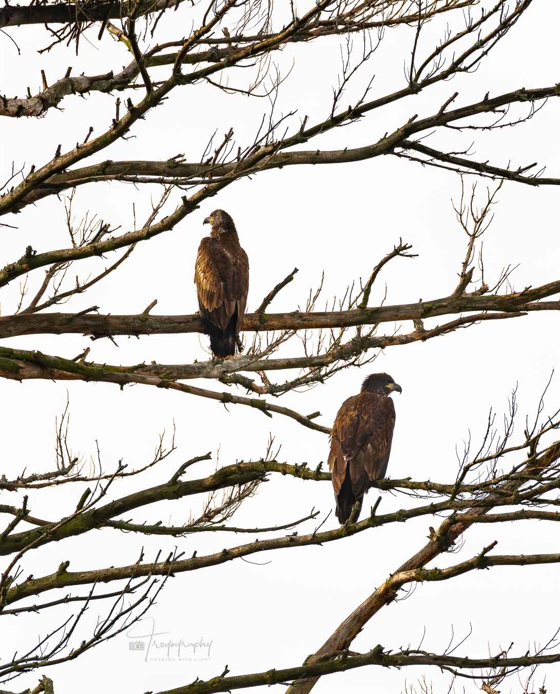 Two juvenile Bald Eagles perched in their nesting tree
