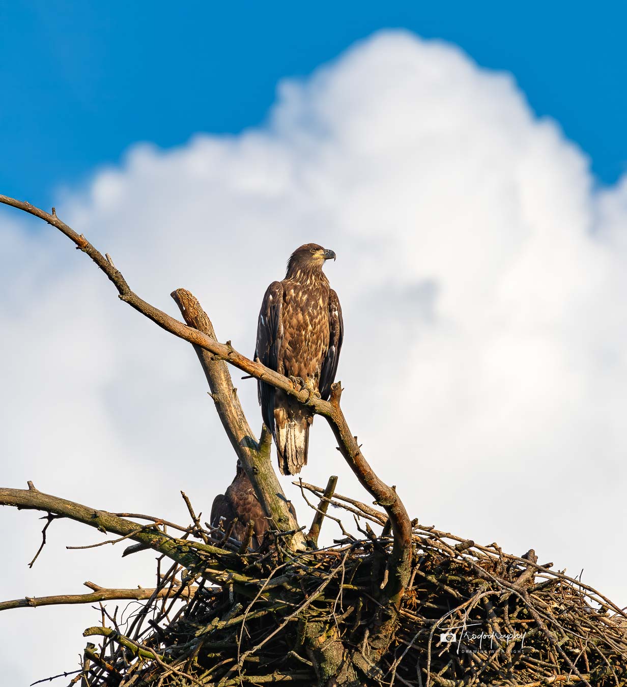 Juvenile Bald Eagle perched above its nest