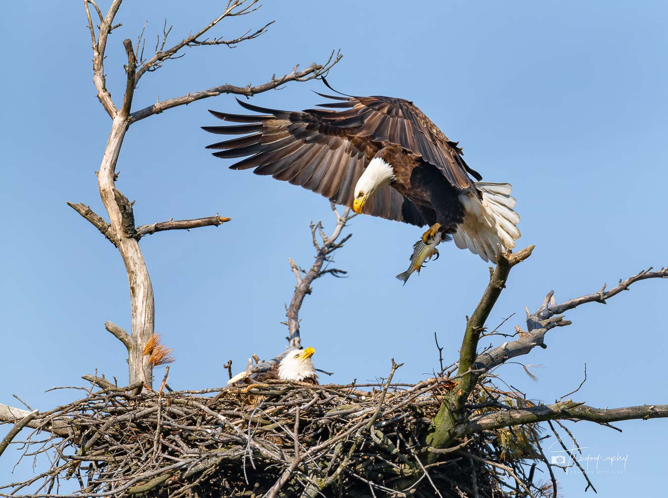 Papa Eagle delivering a fish for its mate