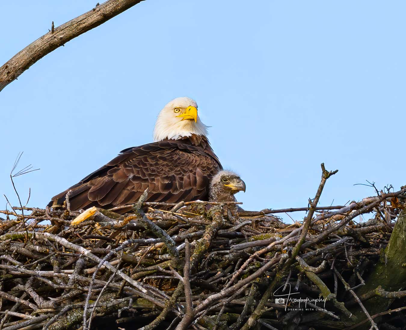 Mama Eagle with her eaglet