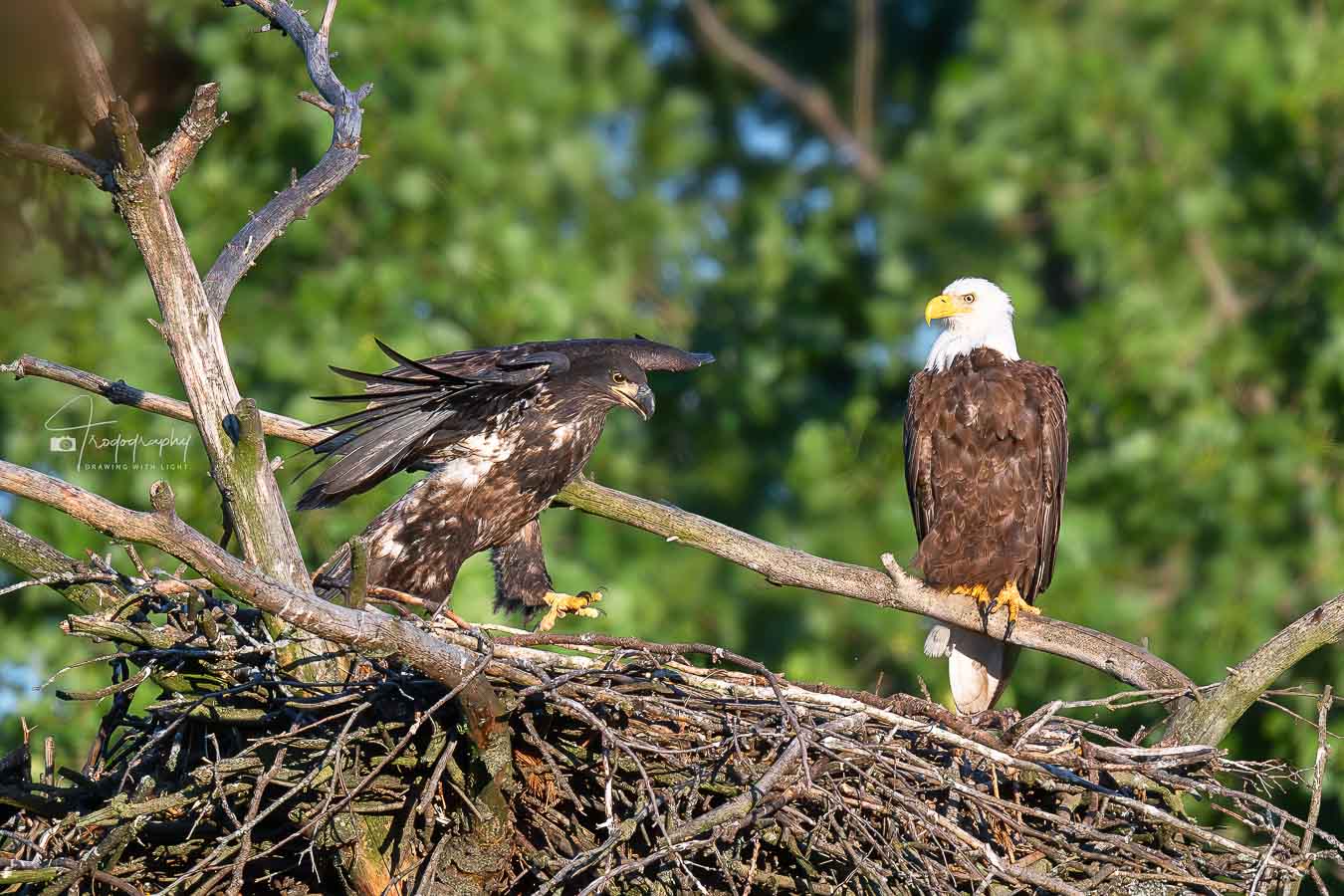 Eaglet under watchful eye of Mama