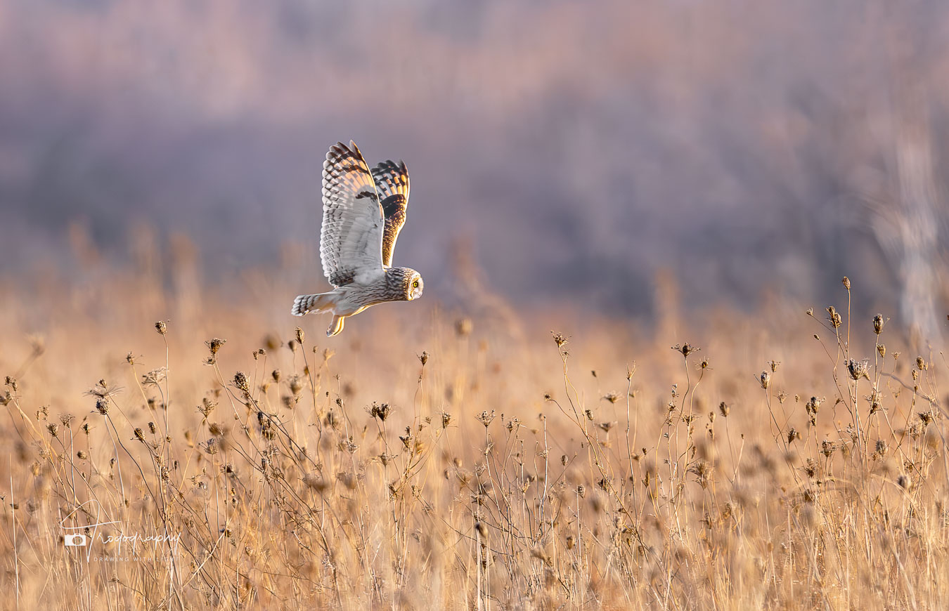 Short-eared Owl on the hunt above the prairie