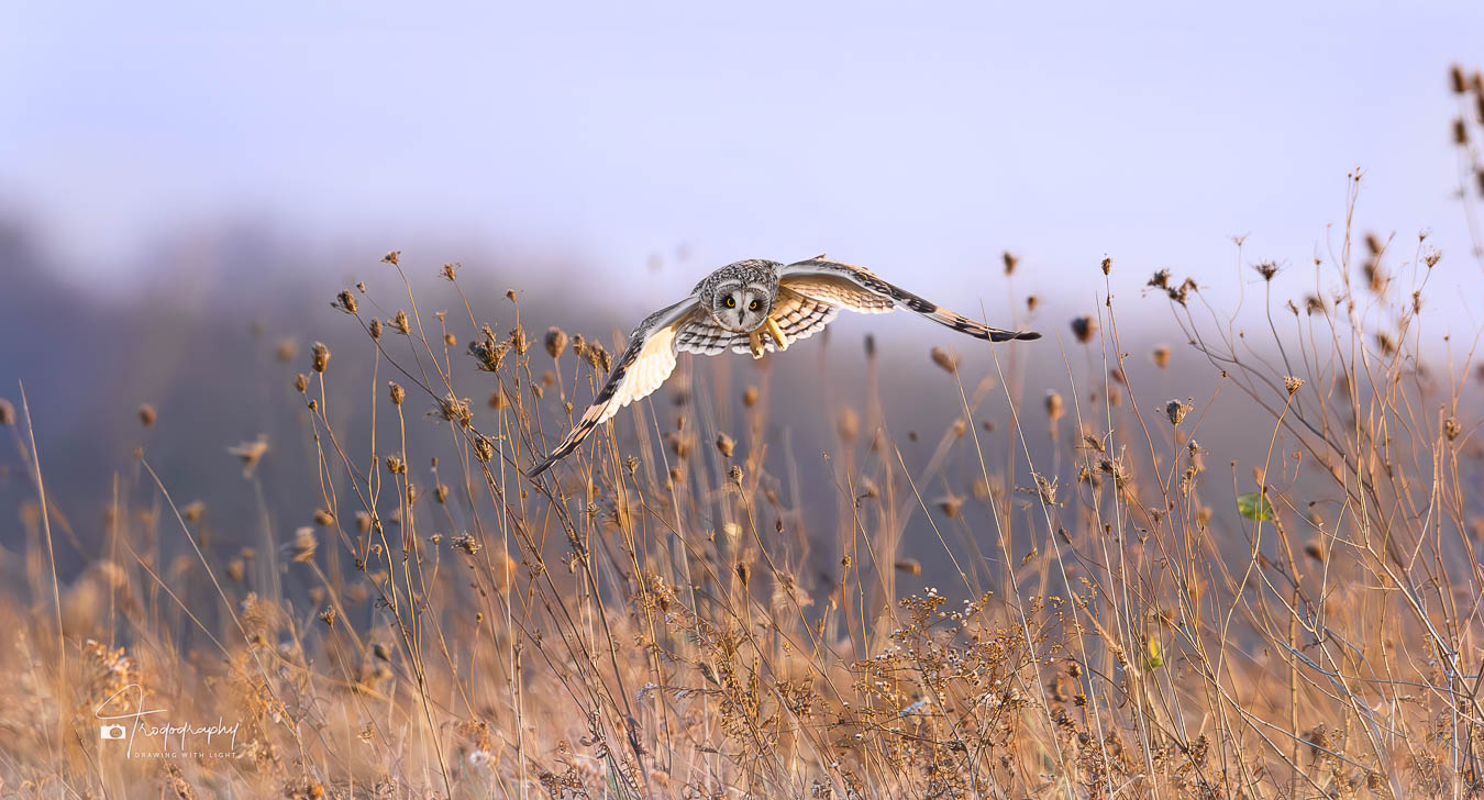 Short-eared Owl locked on a vole
