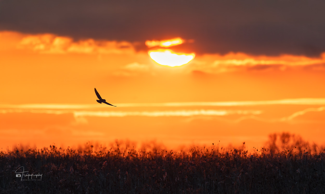 Short-eared Owl on the hunt during the golden hour