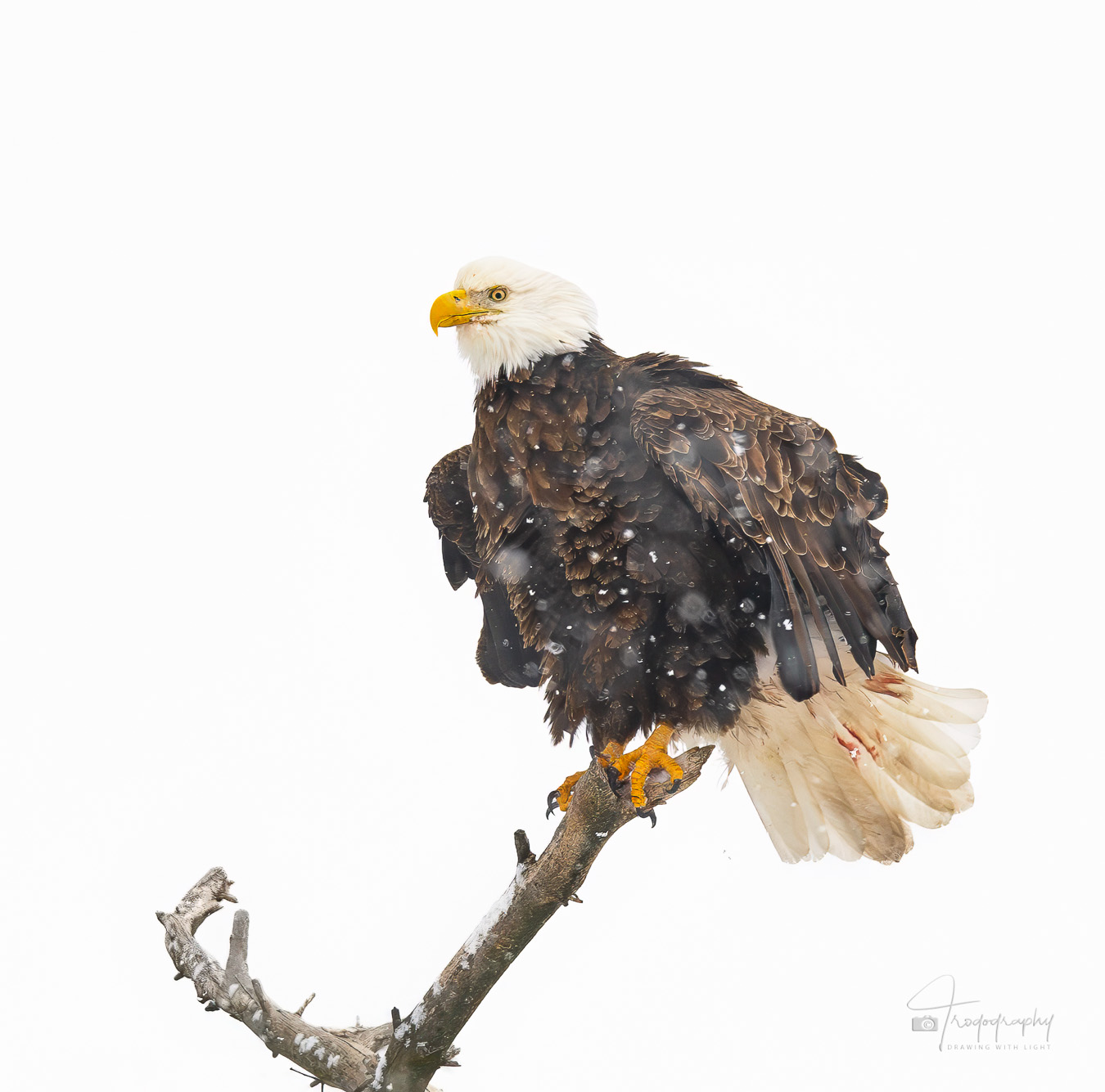 Bald Eagle perched during a snowstorm