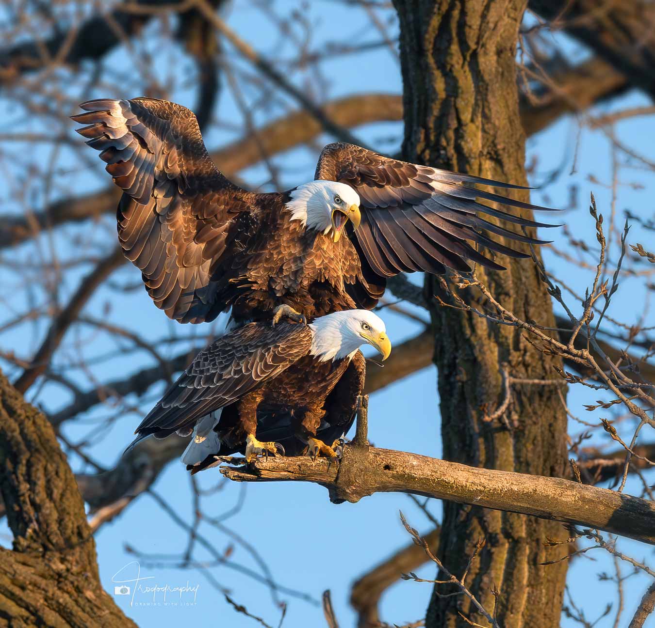 Bald Eagles mating