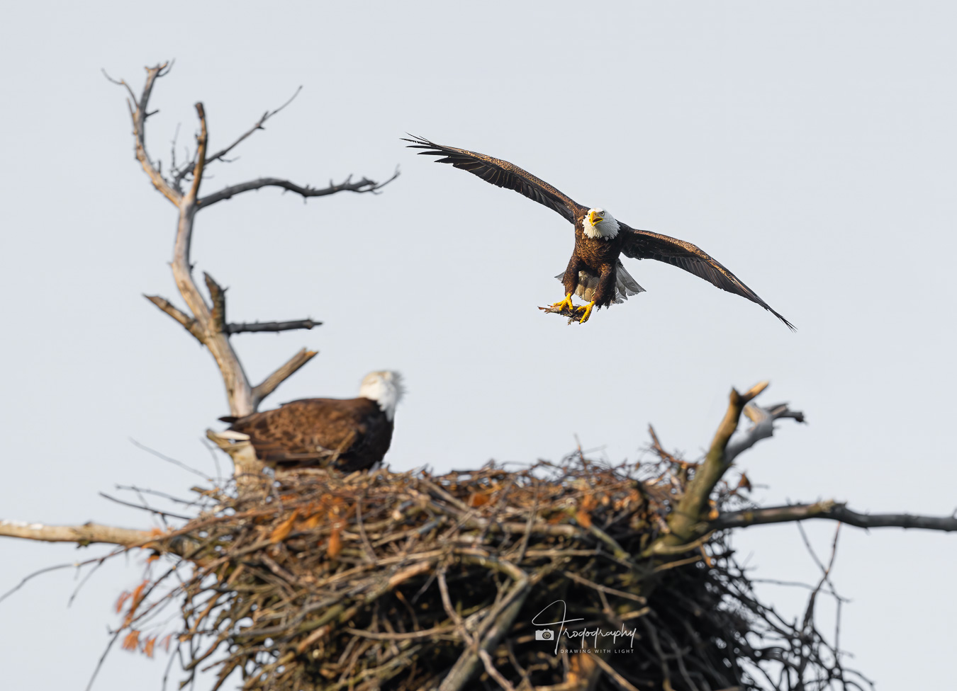 Papa Eagle delivering a fish for its mate