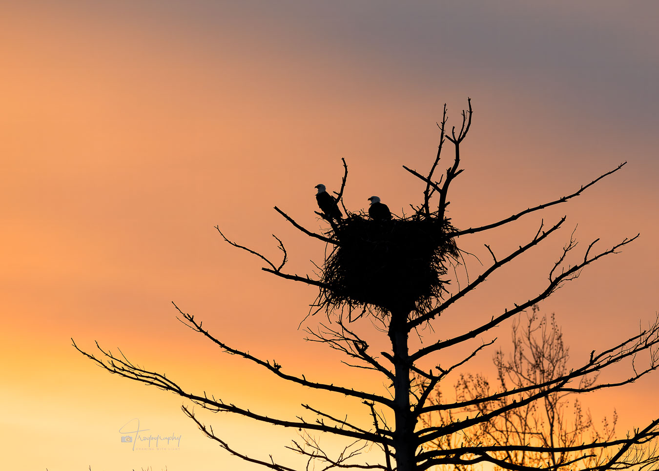 Bald Eagles perched in their nest at sunset