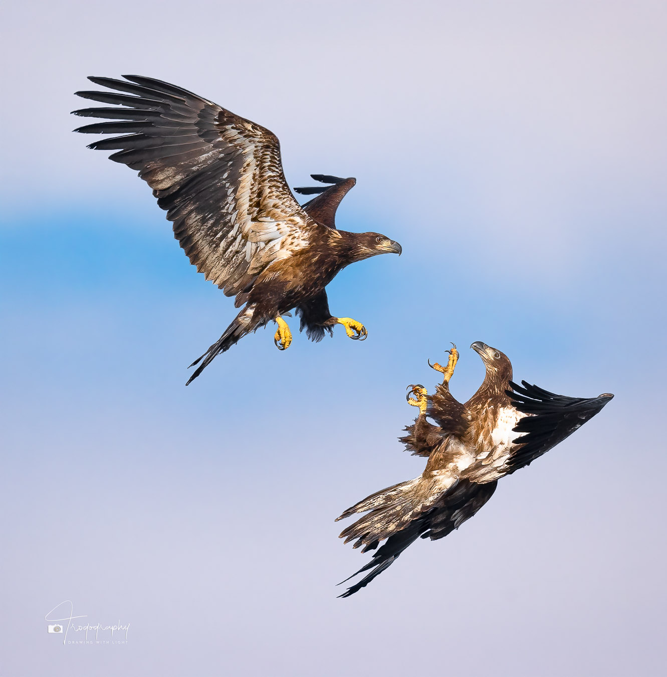 Two Immature Bald Eagles in a tussle