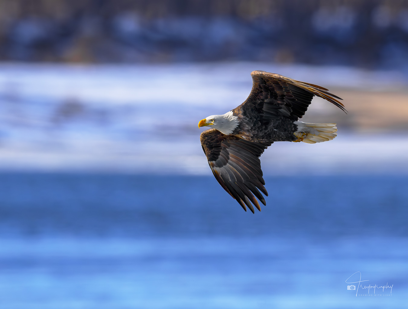 A Bald Eagle on winter's wing into the sun