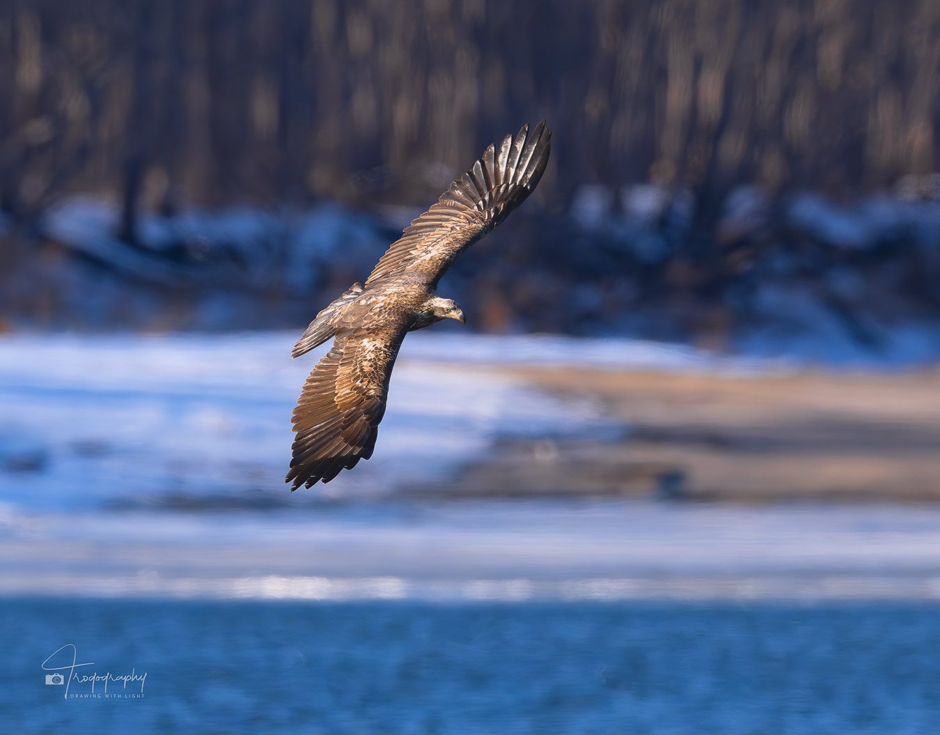 Immature Bald Eagle banking in the late evening sun