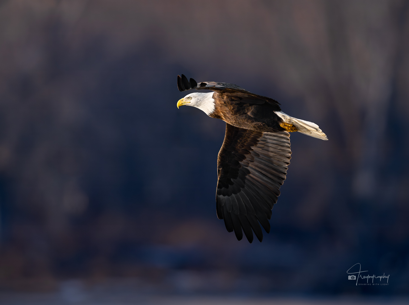 Bald Eagle flying into the cold winter's sun