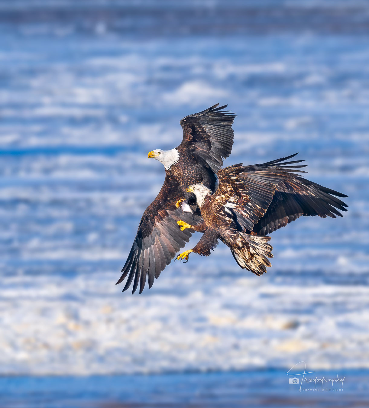 Bald Eagles fighting over a fish