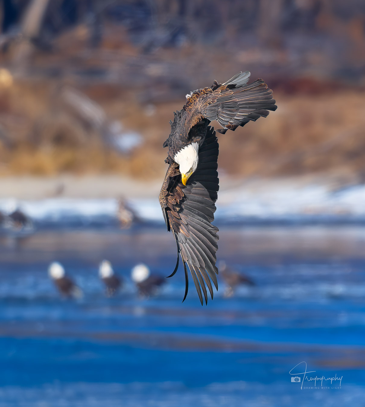 Bald Eagle diving for a fish