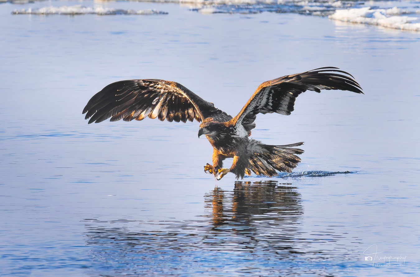 Immature Bald Eagle ready to catch a fish