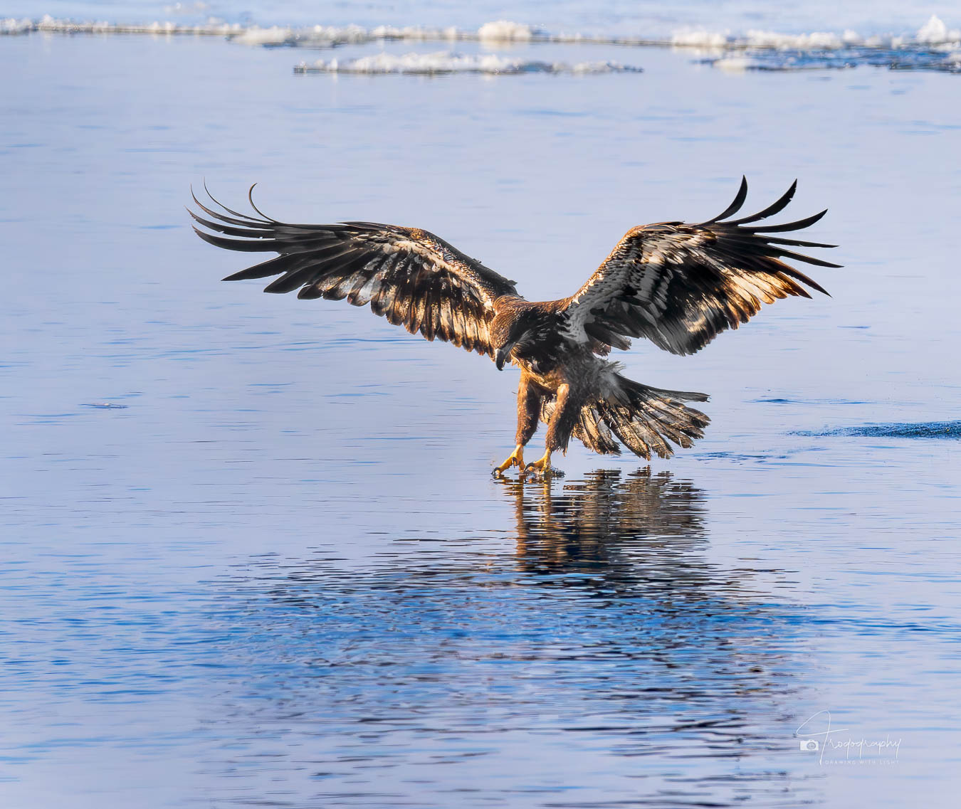 Juvenile Eagle snatching a fish out of the river
