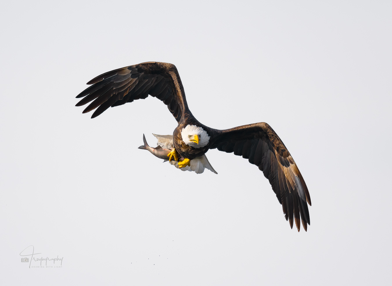 Bald Eagle with a fresh fish
