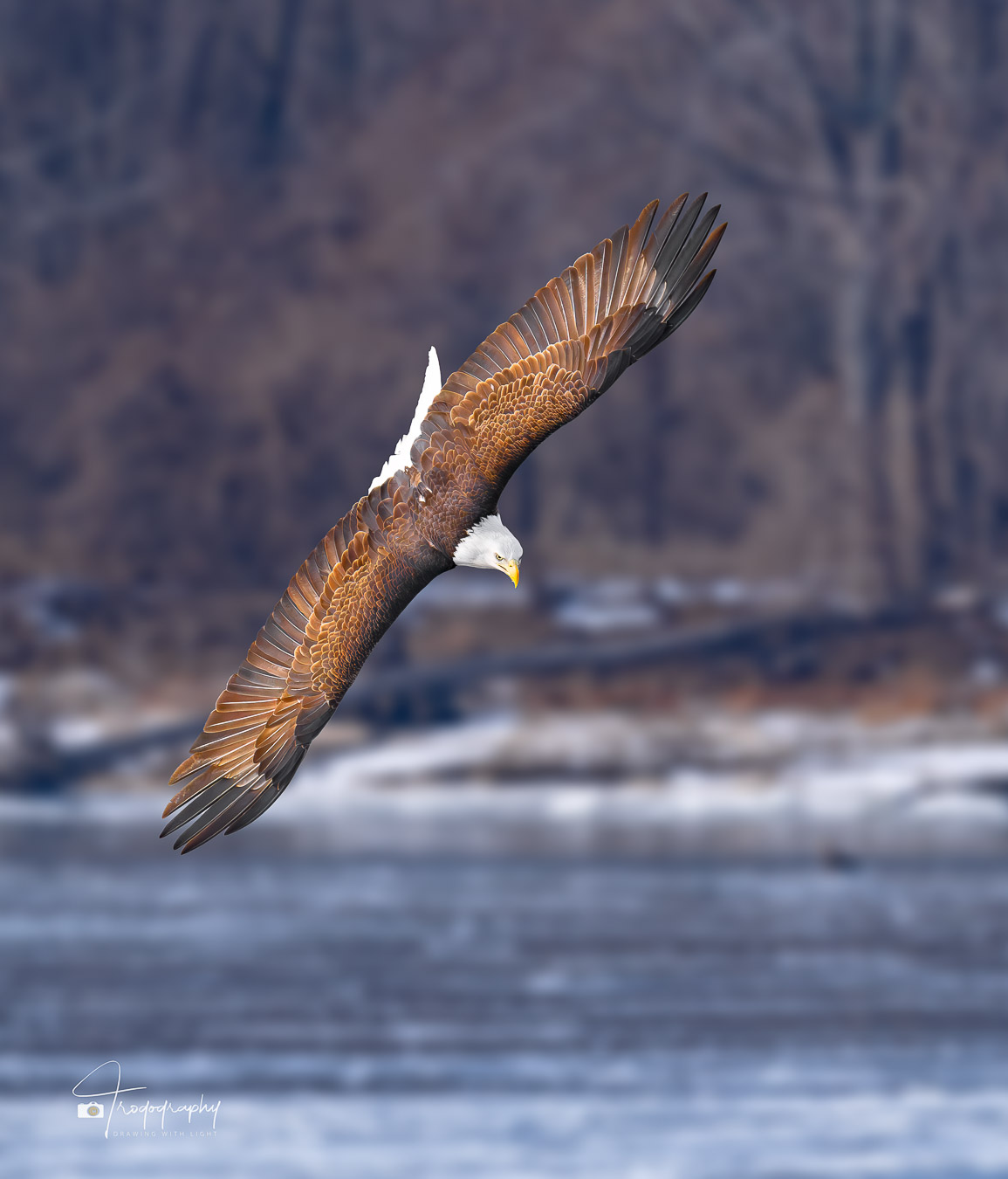Bald Eagle banking above the frozen Mississippi River