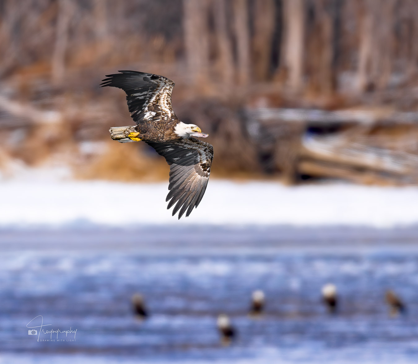 Immature Bald Eagle with a fresh catch in its beak