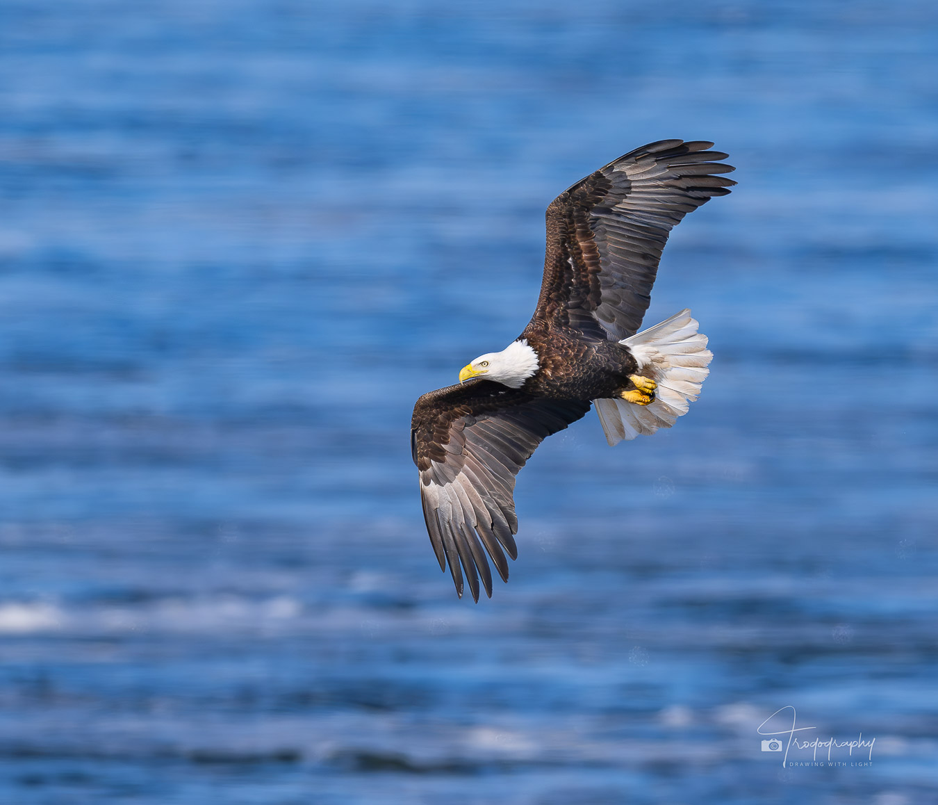 Bald Eagle soaring over the Mississippi River