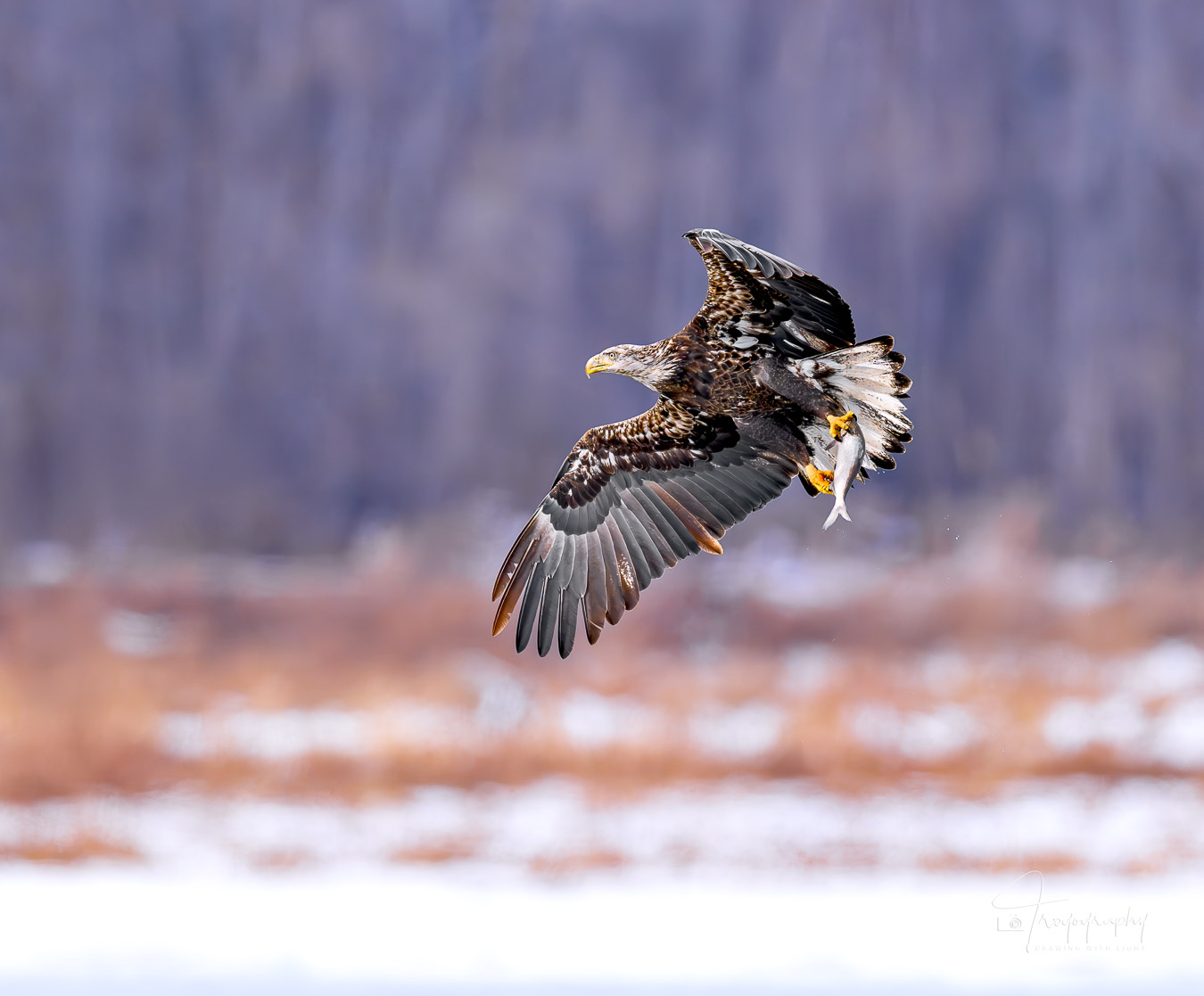 Immature Bald Eagle with a fresh catch in its talons