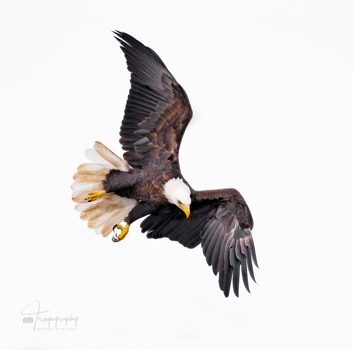 Bald Eagle locked on its target