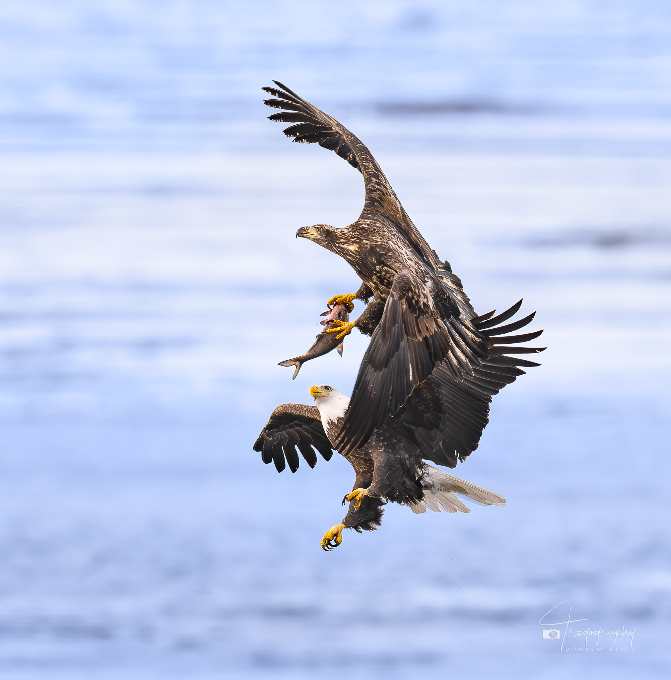 Juvenile and Adult Bald Eagle tussle over a fish