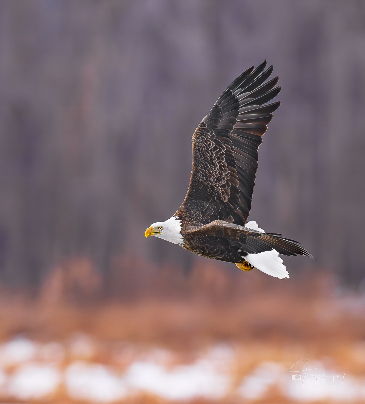 Bald Eagle in flight above the Mississippi River