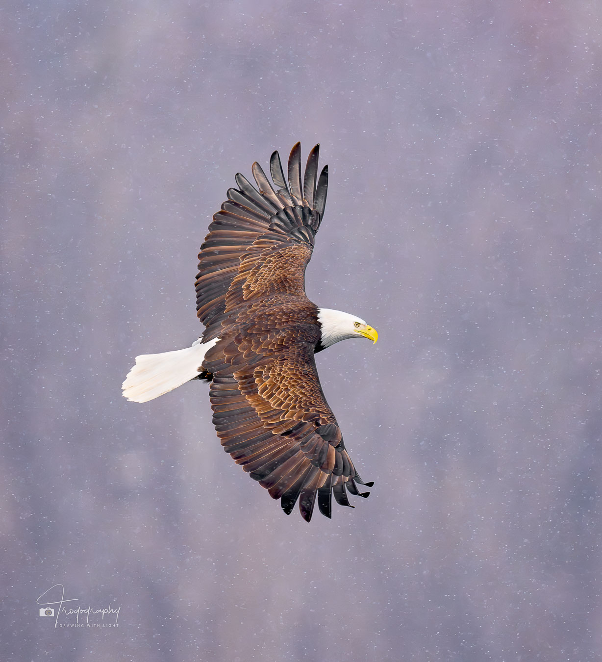 Bald Eagle in flight in the snow
