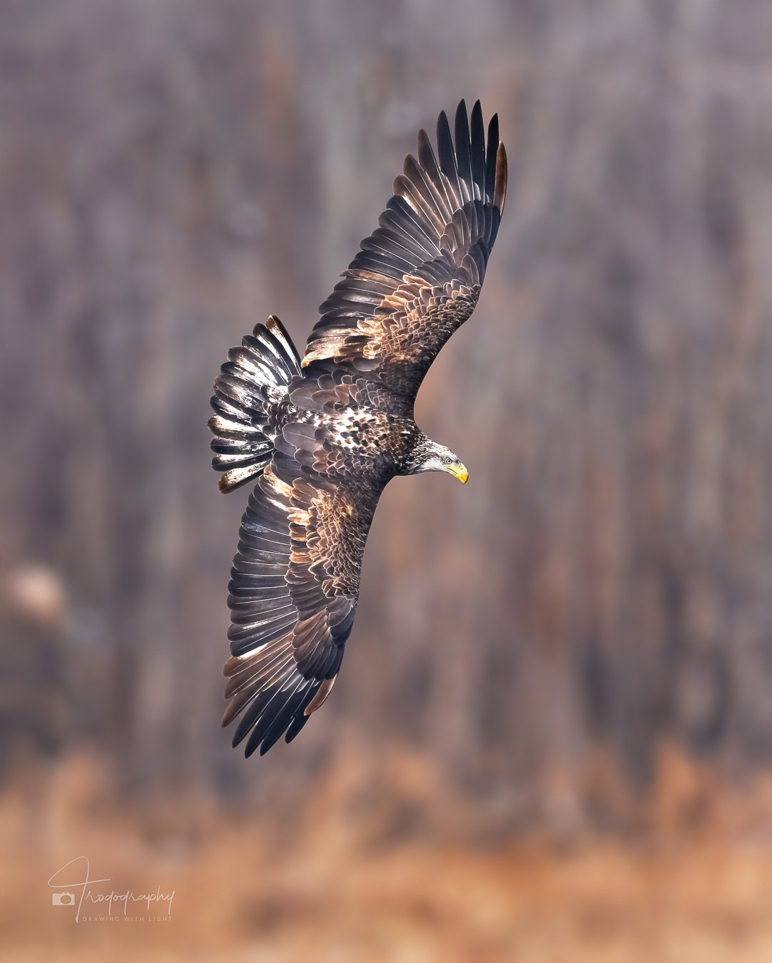 Juvenile Bald Eable showing off its impressive wingspan