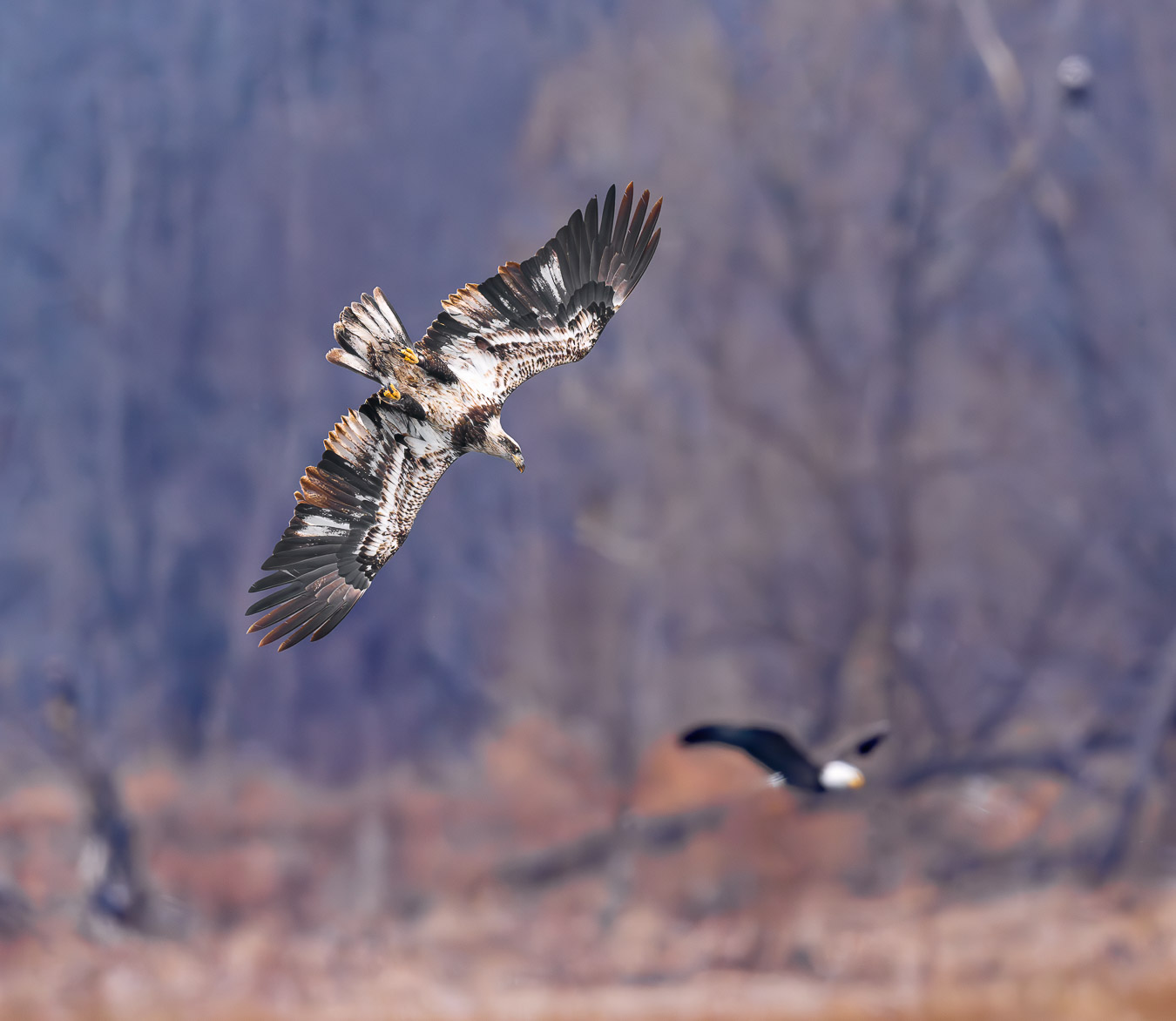 Immature Bald Eagle diving for a fish
