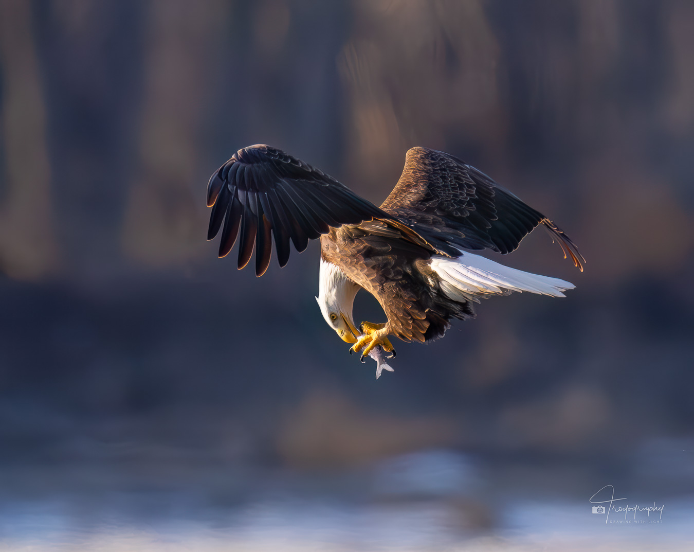 Bald Eagle eating its fish while flying