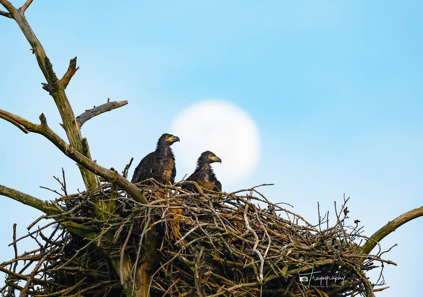 Two Eaglets with a full moon in the background