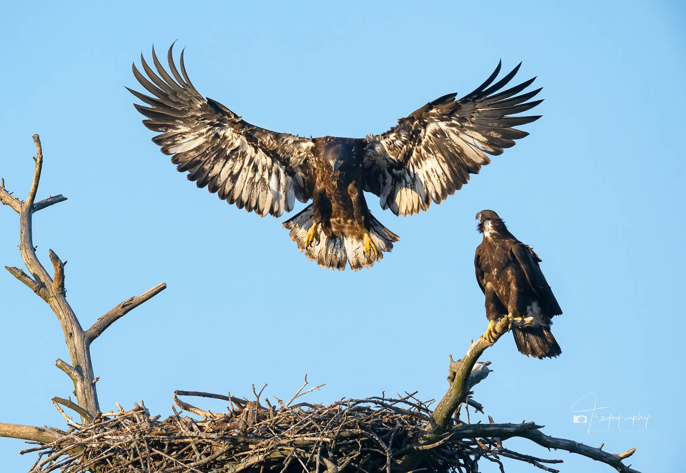 Bald Eaglet wingercizing on a windy afternoon