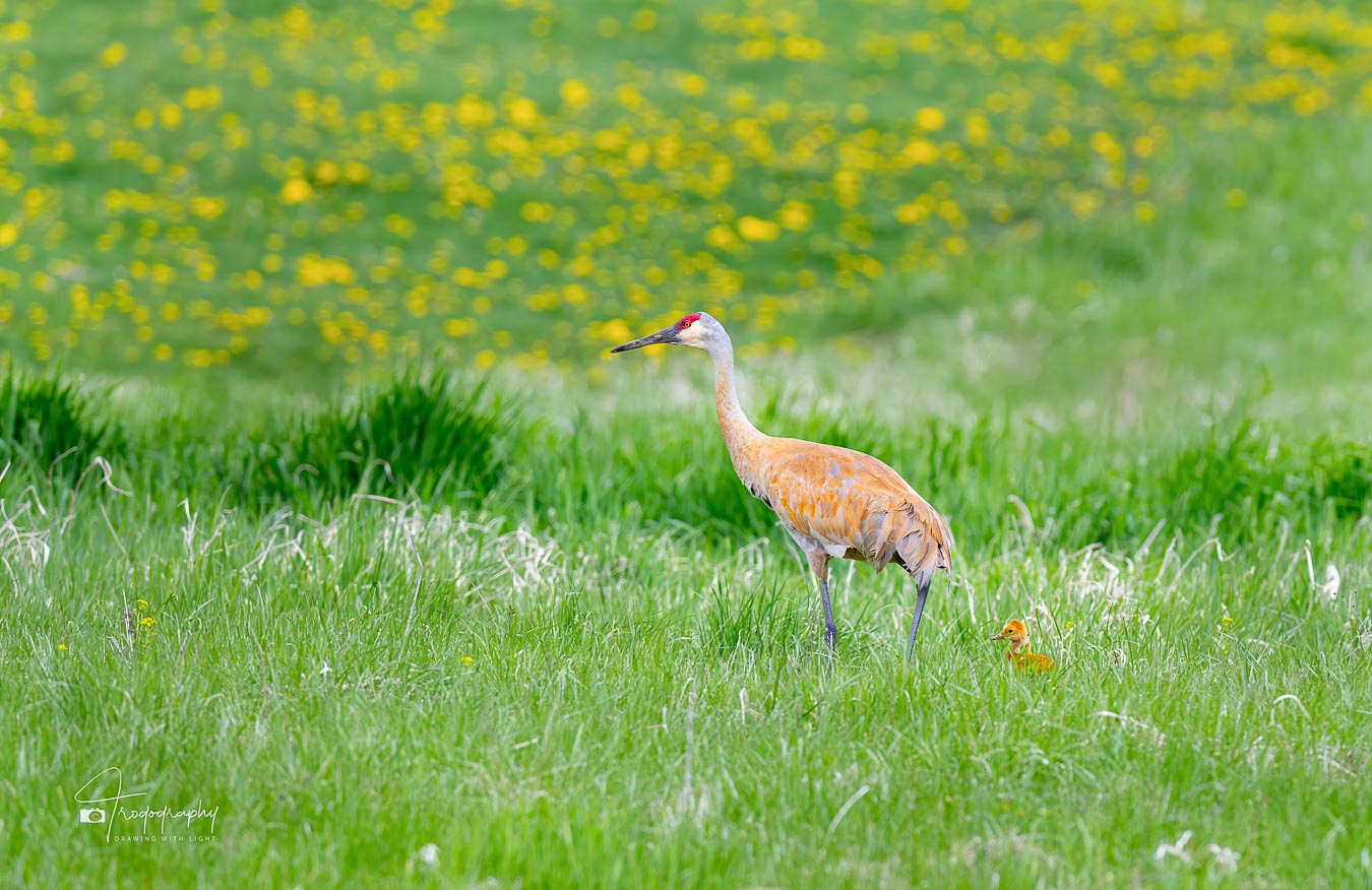 Sandhill Crane and its colt on a spring day