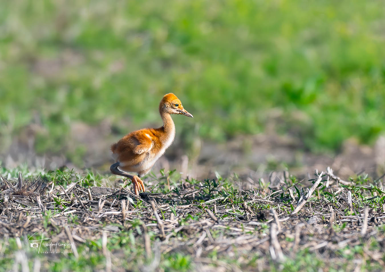 Sandhill Crane Colt