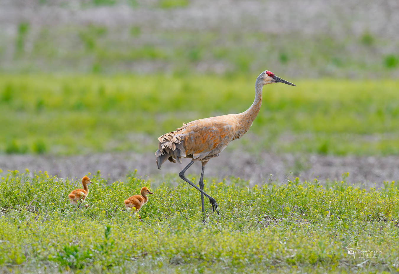 Sandhill Crane with two colts