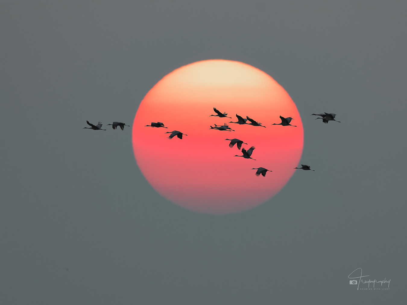 Sandhill Cranes against a setting sun
