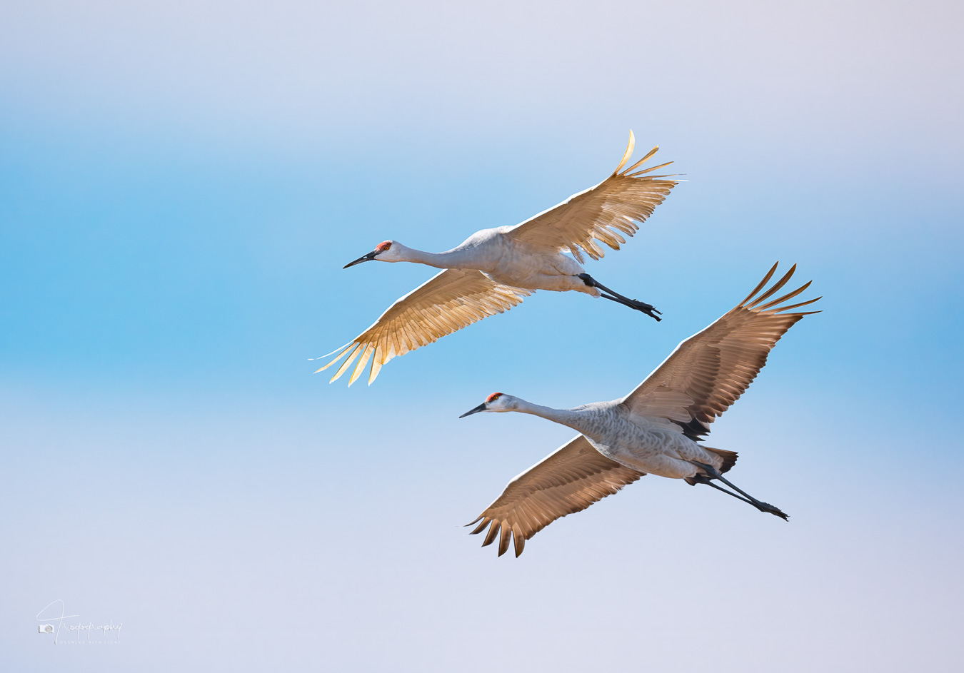 Leucistic Sandhill Crane in flight