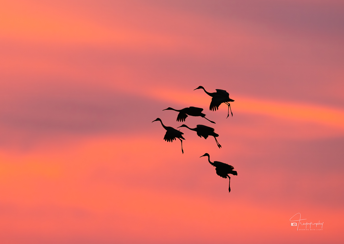 Sanhill Cranes lean against the wind while landing