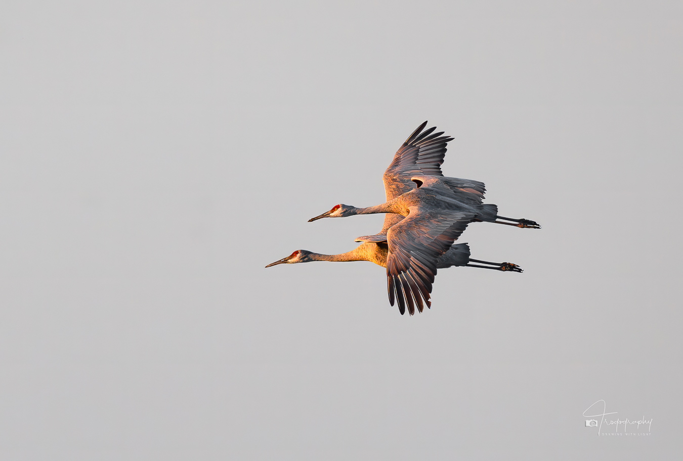 Sandhill Cranes in flight