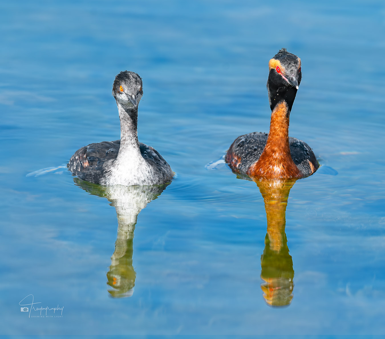 Eared and Horned Grebe paddling together