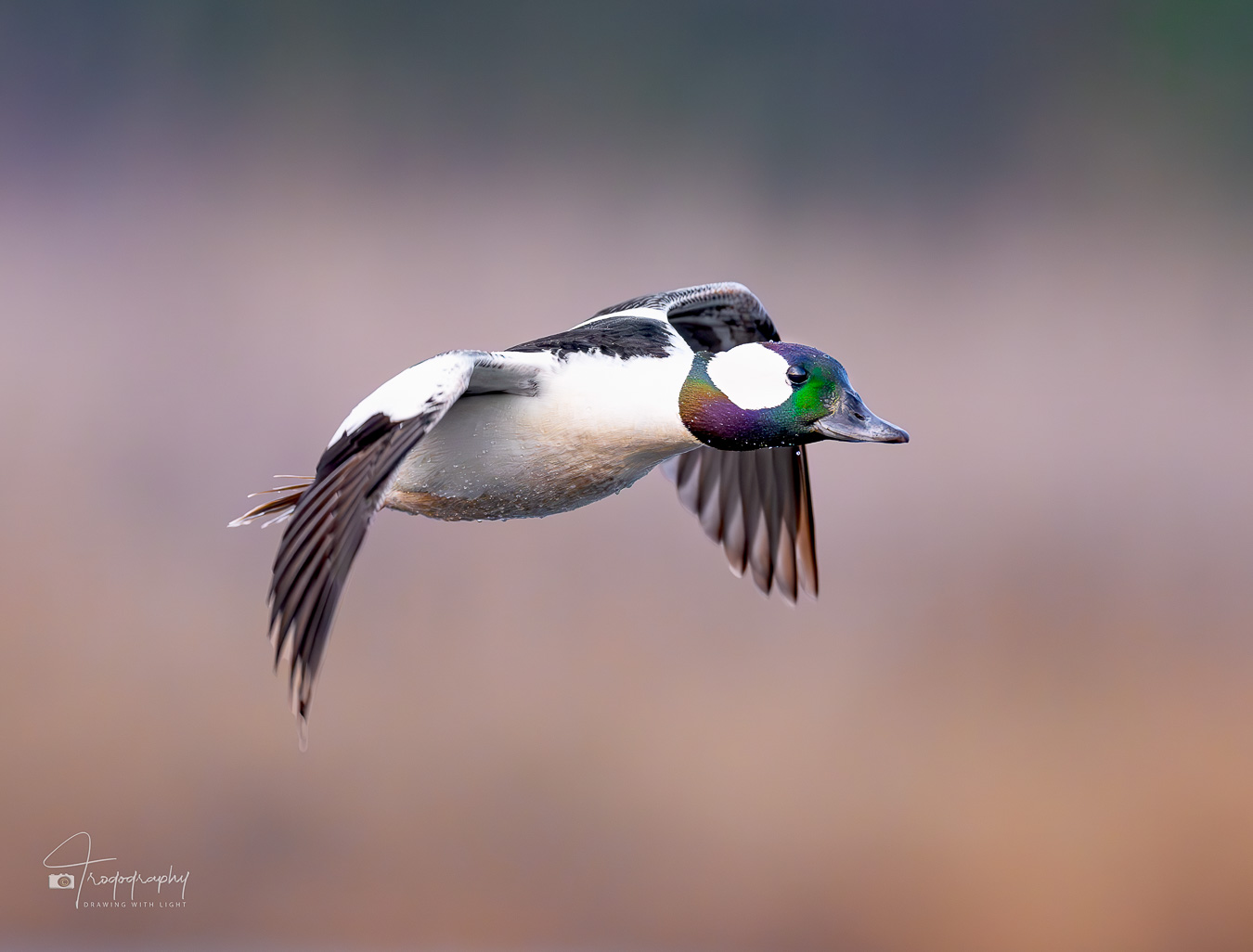Bufflehead Duck in flight