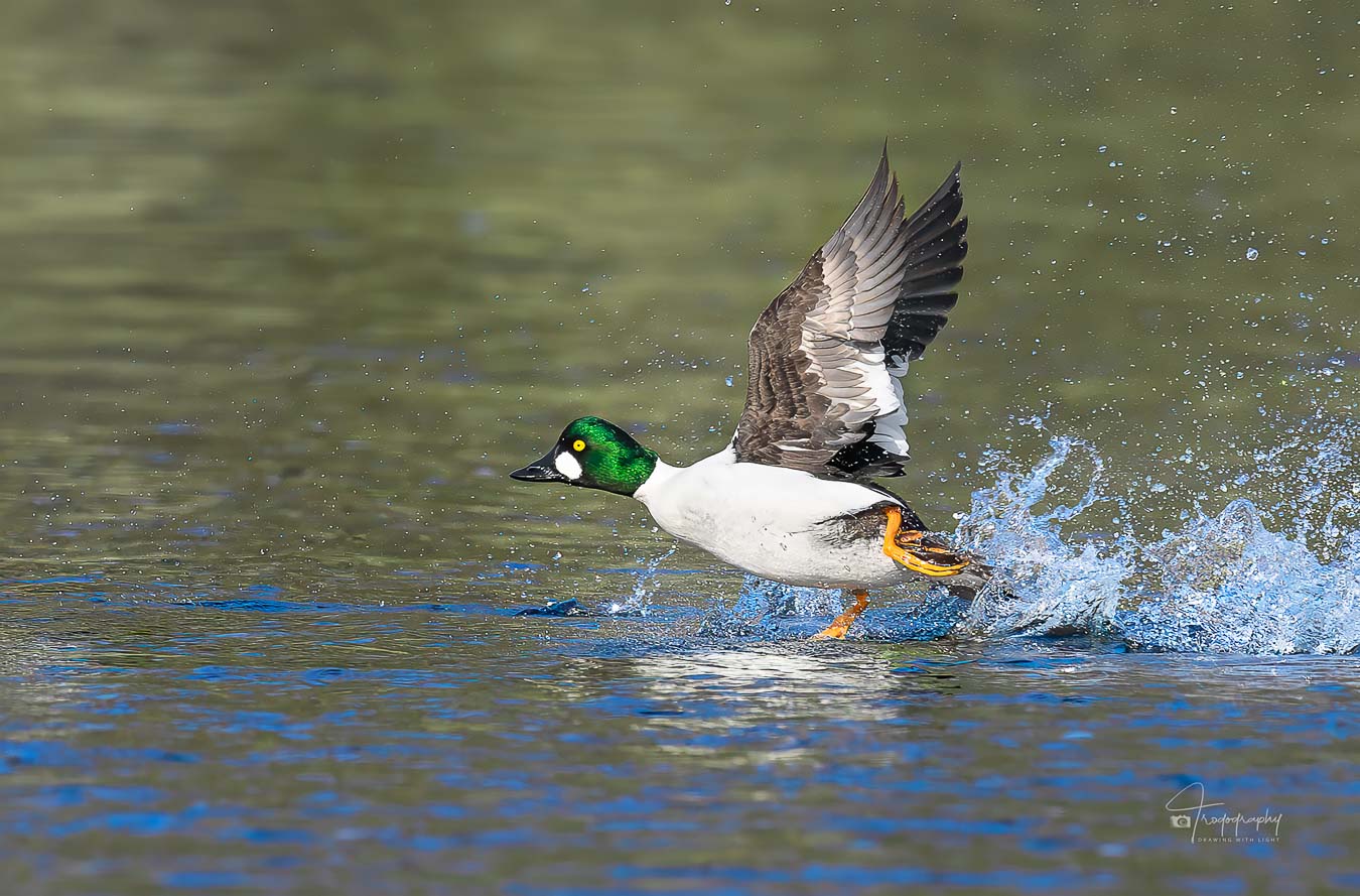 Goldeneye taking off from the Fox River