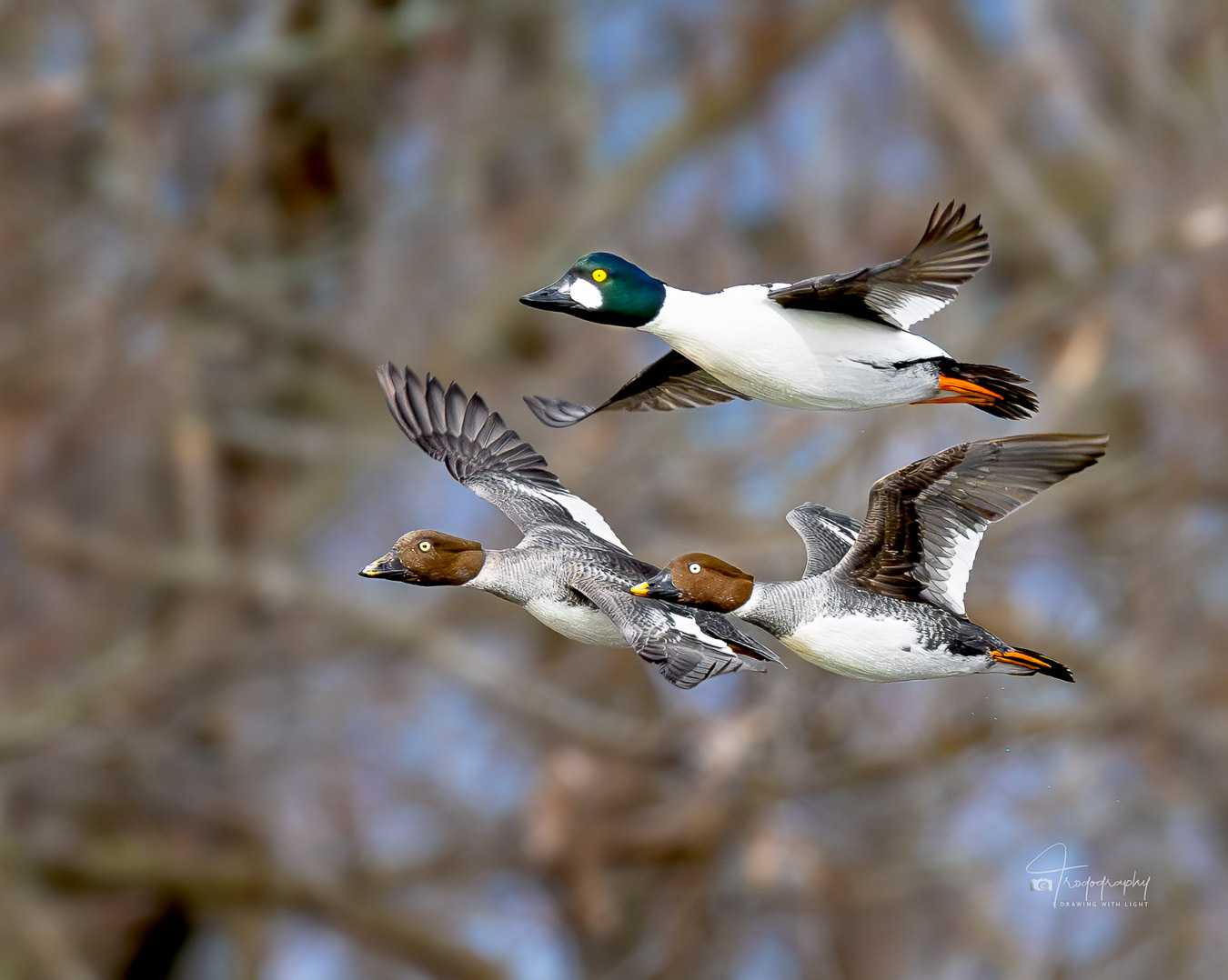 Goldeneye Ducks flying in formation