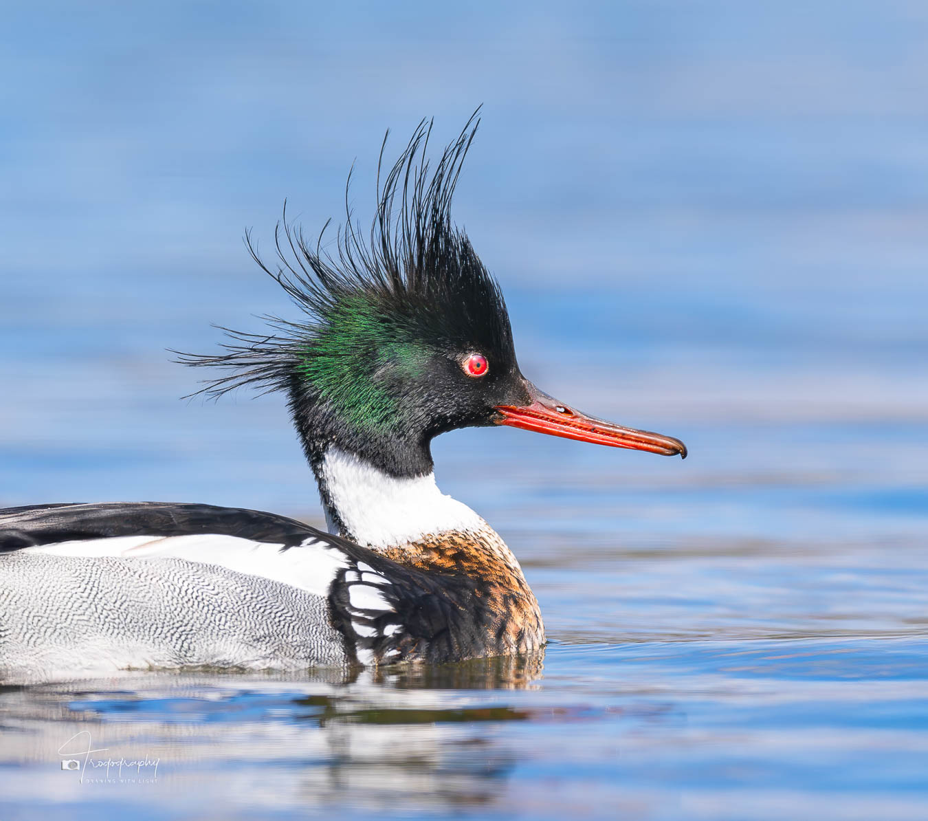 Re-breasted Merganser having a bad hair day