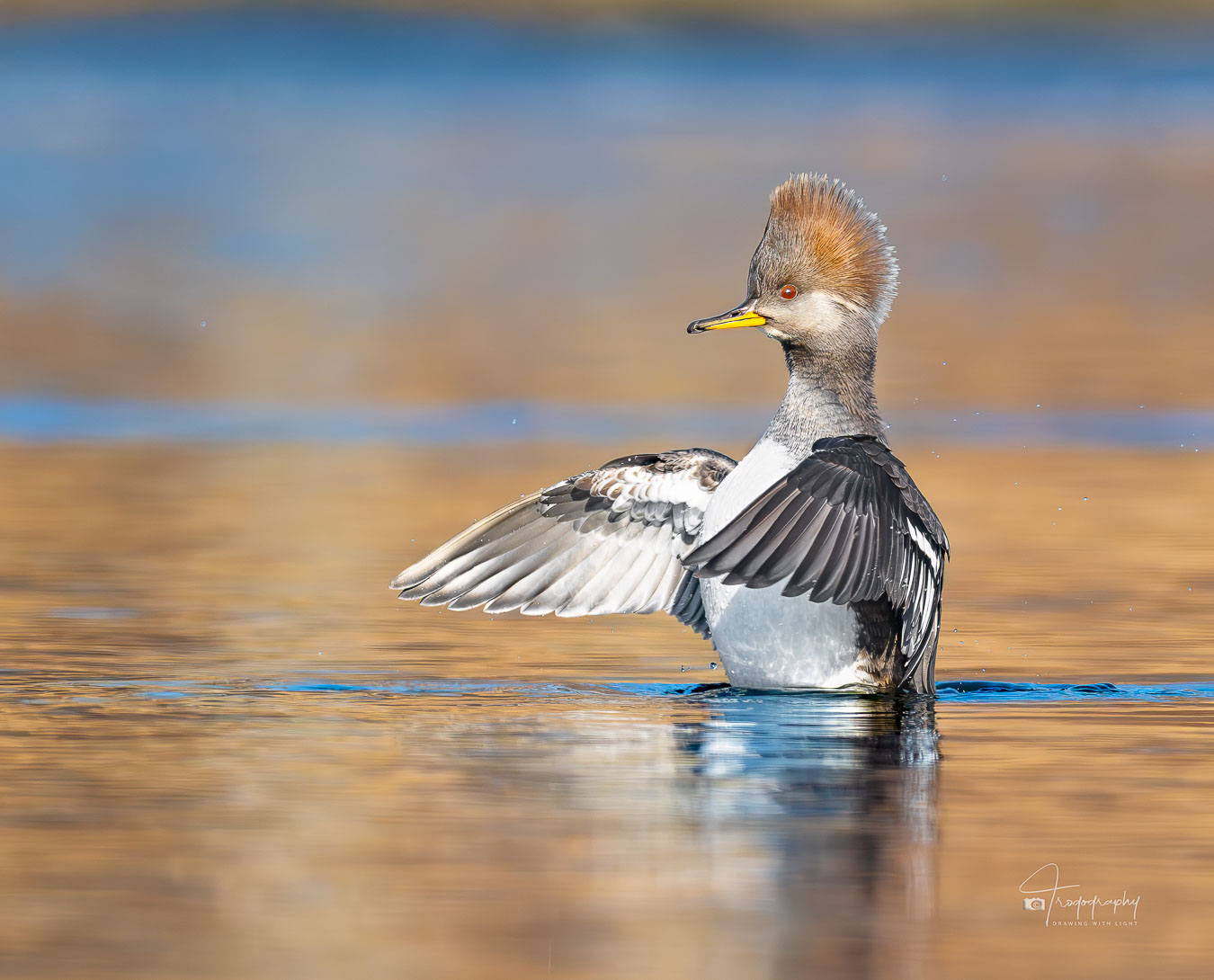 Female Hooded Merganser conducting the orchestra