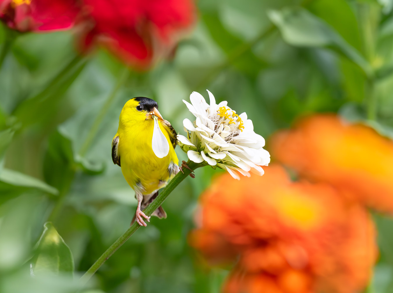 American Goldfinch nibbling on a flower petal