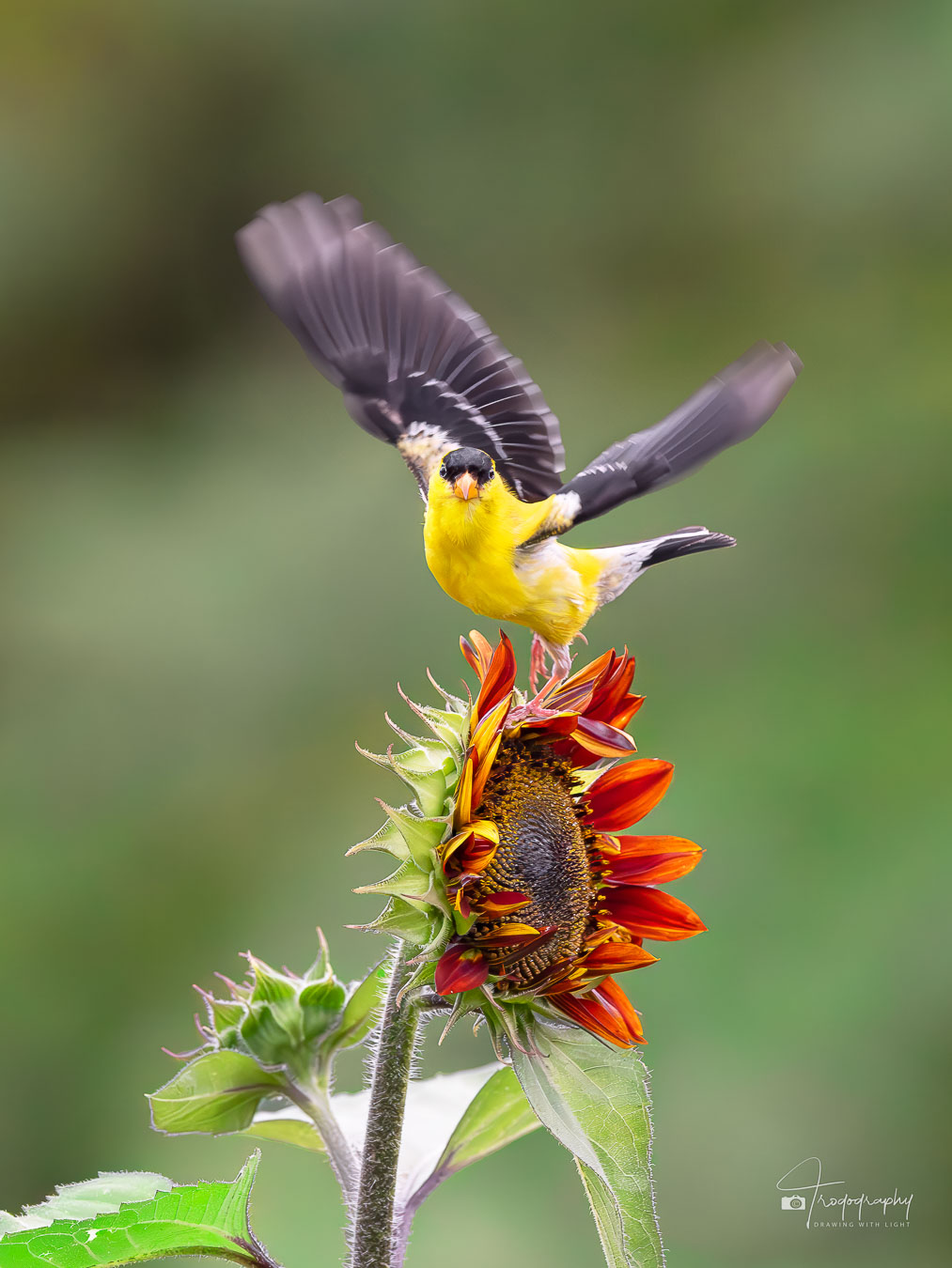 American Goldfinch lifting off of a sunflower